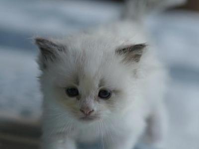 Cloud - Ragdoll - Gallery Photo #1