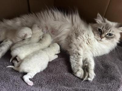 NEW LITTER - Siberian - Gallery Photo #1