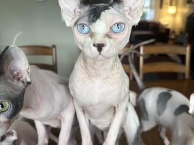 Wren Retired Breeder - Sphynx - Gallery Photo #1