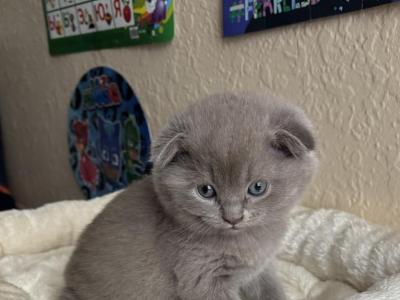 Boss - Scottish Fold - Gallery Photo #1