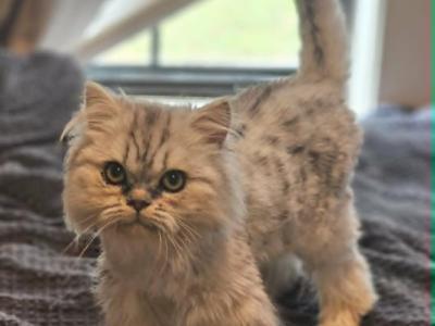 Petey - Persian - Gallery Photo #1