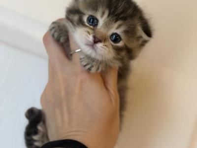 Scottish Fold Brown Tabby Female Kitten - Scottish Fold - Gallery Photo #1