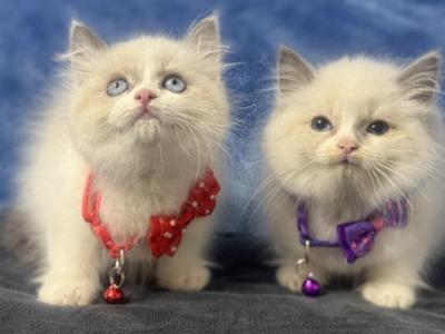 Ragdoll - Ragdoll - Gallery Photo #1