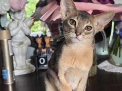 Yuman - Abyssinian - Gallery Photo #1