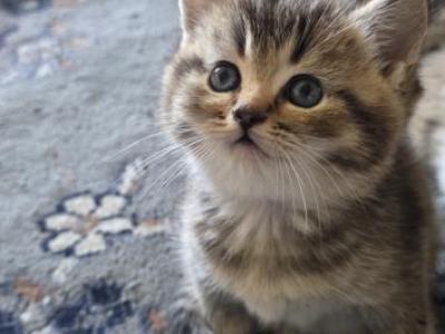 Kitty - Scottish Straight - Gallery Photo #1