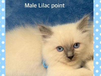 Lilac Ragdoll - Ragdoll - Gallery Photo #1