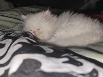 Bluey - Persian - Gallery Photo #1