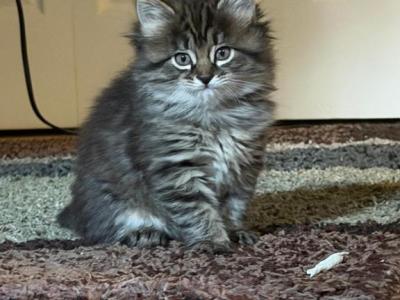 Siberian Mix Kittens - Siberian - Gallery Photo #1