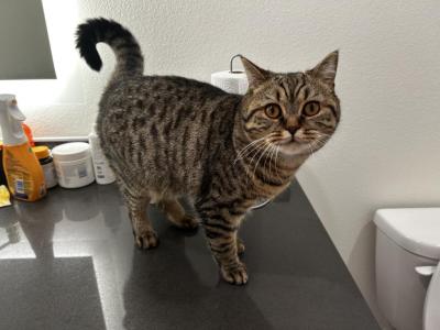 Mochi - Scottish Straight - Gallery Photo #1
