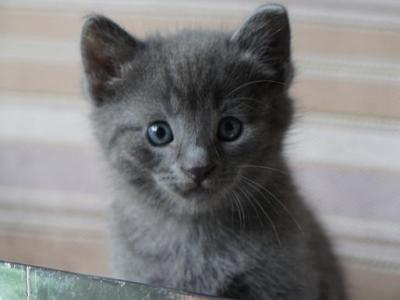 Adorable Russian Blue Kittens - Russian Blue - Gallery Photo #1