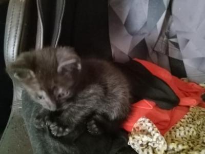 Coco - Domestic - Gallery Photo #1