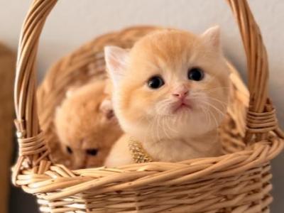 Cute Scottish Straight - Scottish Straight - Gallery Photo #1
