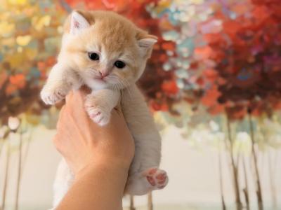 Scottish Straight Cute Kitten - Scottish Straight - Gallery Photo #1