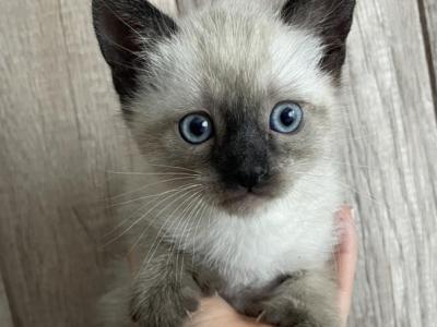 Siamese Kitten - Siamese - Gallery Photo #1