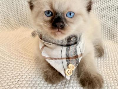 Theodore - Ragdoll - Gallery Photo #1