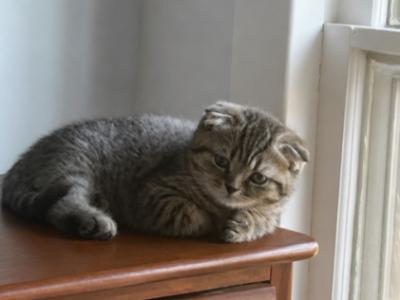 Charlie Bear - Scottish Fold - Gallery Photo #1