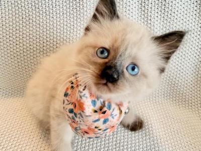 Willow - Ragdoll - Gallery Photo #1