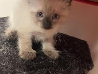 Matilda Ava Sunshine Lulla And Adolf - Siamese - Gallery Photo #1