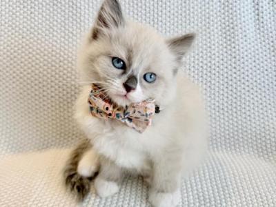 Eva - Ragdoll - Gallery Photo #1