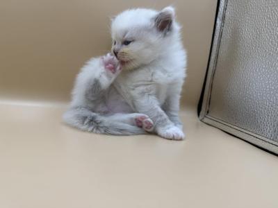 Blue Girl - Ragdoll - Gallery Photo #1