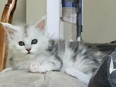 Litter U - Maine Coon - Gallery Photo #1