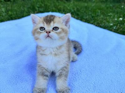 Ranger Chinchilla - Scottish Straight - Gallery Photo #1