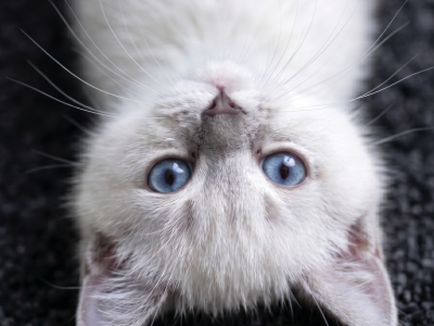 Ning - British Shorthair - Gallery Photo #1