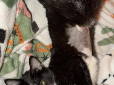 Knola - American Shorthair - Gallery Photo #1