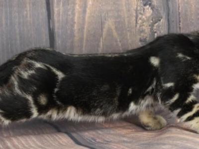 Luna - Bengal - Gallery Photo #1