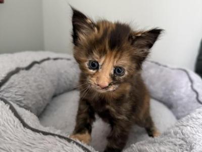Giselle - Maine Coon - Gallery Photo #1
