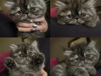 Baby Athena - Persian - Gallery Photo #1