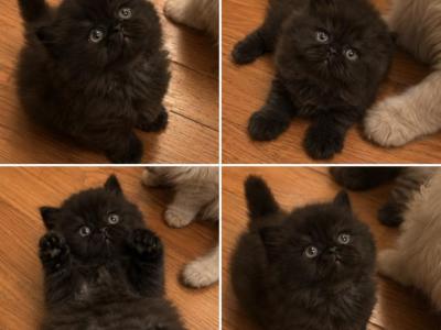 Baby Fuzz - Persian - Gallery Photo #1