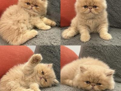 Baby Cream - Persian - Gallery Photo #1