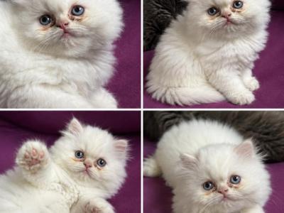 Baby Peace - Persian - Gallery Photo #1