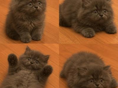 Baby Coal - Persian - Gallery Photo #1
