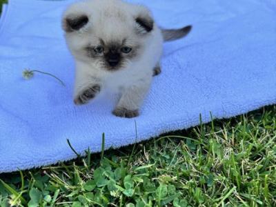 Snowy - Scottish Fold - Gallery Photo #1