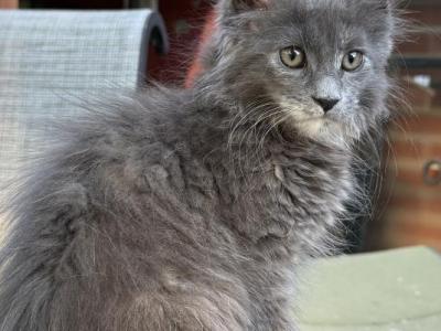 Fallon - Maine Coon - Gallery Photo #1