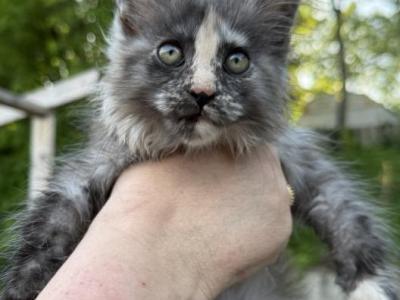 Freya - Maine Coon - Gallery Photo #1