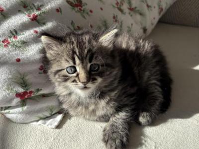 Bella - Domestic - Gallery Photo #1