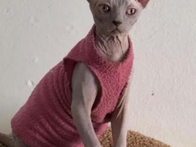 Sphynx Male Cat - Sphynx - Gallery Photo #1