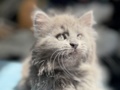 Fluffy - Domestic - Gallery Photo #1
