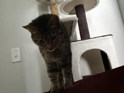 Salem - Domestic - Gallery Photo #1