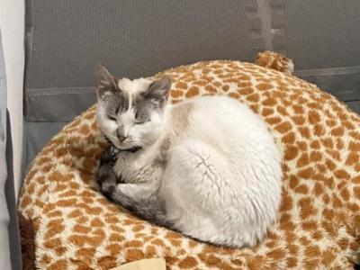Luna - Domestic - Gallery Photo #1