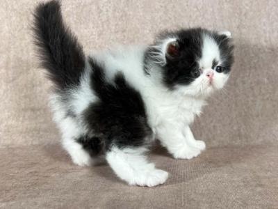 Duey - Persian - Gallery Photo #1