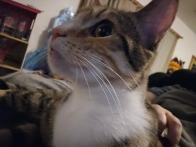 Penelope - Domestic - Gallery Photo #1