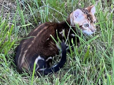 Jewels Kittens - Bengal - Gallery Photo #1