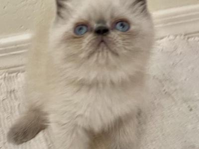 LEVI Blue Point - Exotic - Gallery Photo #1