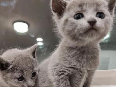 Kitten To New Home - Russian Blue - Gallery Photo #1