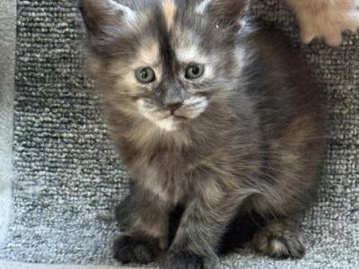 Sissy - Maine Coon - Gallery Photo #1