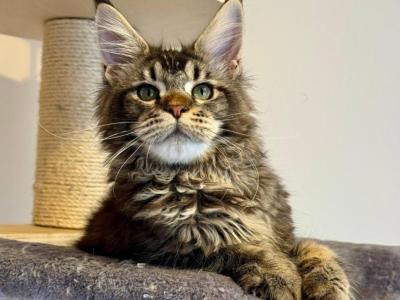 Dillon - Maine Coon - Gallery Photo #1